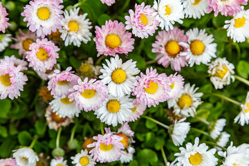 Background of white and pale pink daisies bellis perennis flowers. Horizontal orientation. 