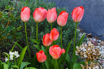 Classic pink tulips on a garden bed.
