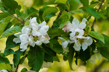 White flowers of apple tree on a branch in the garden.