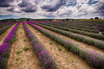 Lavanda