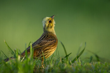 Śpiewający ptak