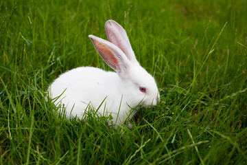 One white rabbit eating grass closeup.