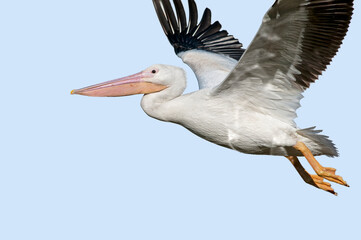 American White Pelican in Flight in Baton Rouge Louisiana