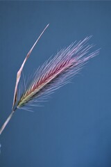 pink spikelet herb on a turquoise background. Interior composition, reference for drawing, background