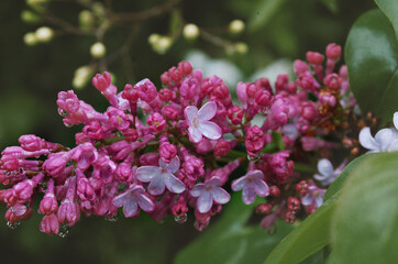 Flores de Lilás em fim de primavera