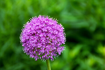 Nahaufnahme einer schönen Blume im Garten zur Frühlingszeit, Allium, Zierlauch