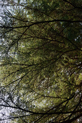 nature, ecology and freedom concept - green tree crown against the sky