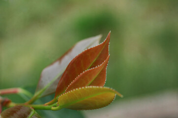 Folhas em época de primavera