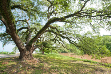 Majestic Oak Tree Overlooking Banks of the Bayou Teche in Arnaudville Louisiana