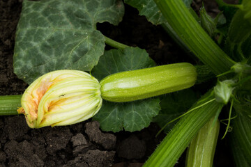 Young growing zucchini with flower. Growing long pumpkin close up.