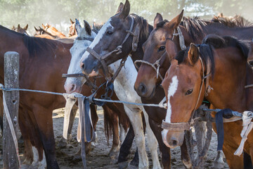 Group of gaucho horses tied to the fence while waiting for the riders for the ride on the day of tradition in San Antonio de Areco, Argentina.