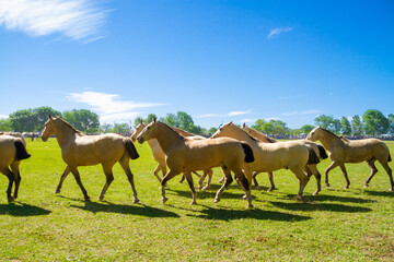Tropillas of horses walking across the plain on the day of tradition in San Antonio de Areco, Argentina.