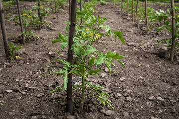 Young tomato green plant in the garden. Sprout growing in the soil. Above view, soft focus.