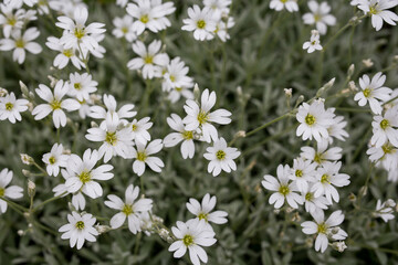 Field with many small white flowers. Close up.