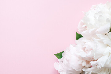 White peonies on a pink background. Copy space and flat lay.