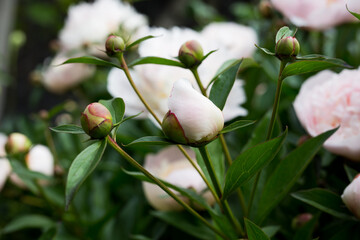 Beautiful picture of white, pink Peony buds. Candid picture with selective focus. Neutral edit.