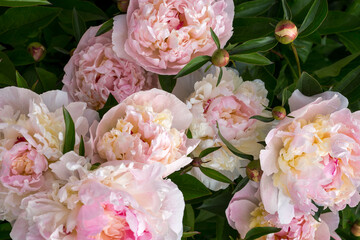 Peony flowers from the garden close up. Candid picture. Neutral edit.