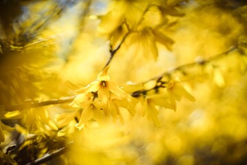 early spring forsythia flowers