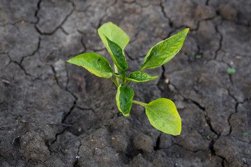 One young green plant growing in the dried dark soil. Ecology concept.