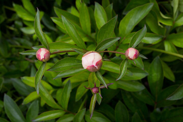 Obraz premium Peony flower buds at the background of green leaves. Soft , selective focus. 