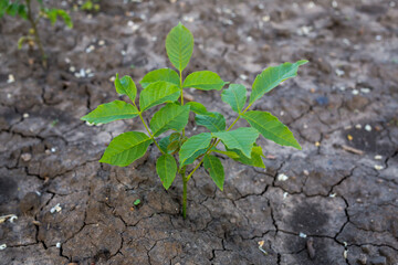  One common walnut young tree growing in the ground. Closeup. Ecology concept.