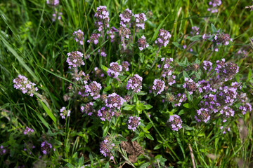 Thymus Serpyllum or Thyme Breckland herb growing in natural conditions in a field. Plant used in medicine.