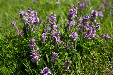 Thymus Serpyllum or Thyme Breckland herb growing in natural conditions in a field. Plant used in medicine.