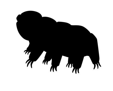 Tardigrades is a vector silhouette picture for a logo or sign with a microscopic animal. The silhouette of Tardigrades or a small water bear is a very small invertebrate. Eutardigrada.