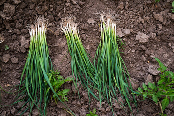 Fototapeta premium Bunches of green onions on the ground in the garden.