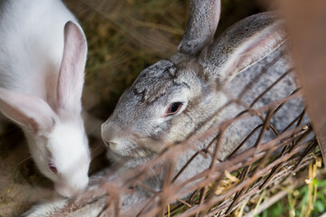 Naklejka na ściany i meble Live domestic rabbit in captivity close up