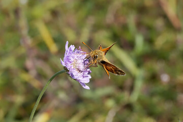 A Silver-spotted Skipper Butterfly nectaring on Devil's Bit Scabious.