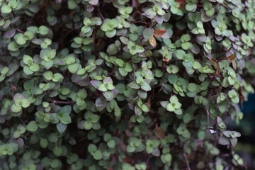 Callisia repens- red color turtle vine