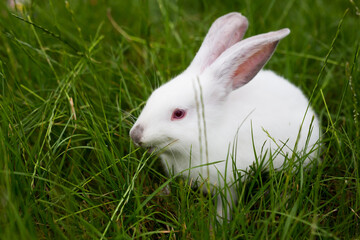 white rabbit on green grass