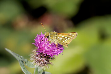 A Silver-spotted Skipper Butterfly nectaring on Knapweed.