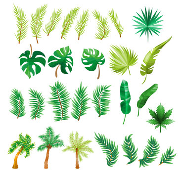 Tropical palm leaves, jungle leaves, split leaf, philodendron leaves, set isolated on white background