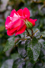 pink rose flower