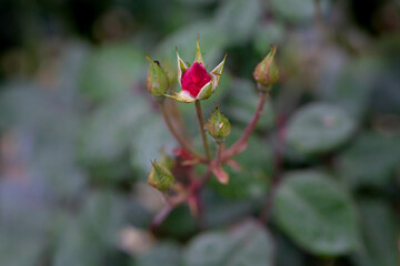 red rose bud