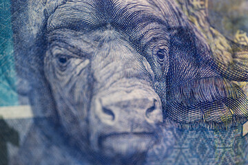 Horizontal macro detail of a cape buffalo on the reverse of a South African ZAR banknote with a denomination of 100 rand.
