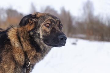 dog in winter in the snow