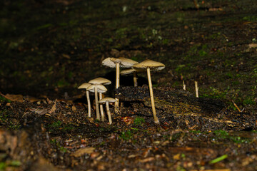 mushrooms in the forest