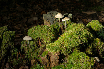 mushrooms and moss on stump