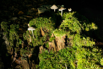 moss on tree stump