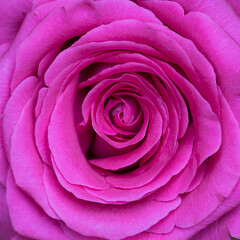 Obraz na płótnie Canvas Fresh purple rose blossom macro full square frame