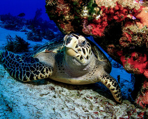 Naklejka na ściany i meble Hawksbill Turtle Under a Coral Ledge in Cozumel, Mexico