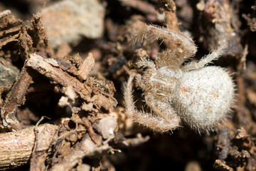 Goldenrod crab spider. Macro photo. Spider web.