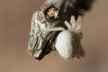 Goldenrod crab spider. Macro photo. Spider web.