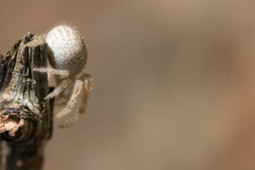 Goldenrod crab spider. Macro photo. Spider web.