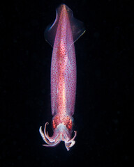 An Adult Arrow Squid on a Blackwater Night Dive in West Palm Beach, Florida
