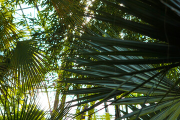 Fototapeta na wymiar Background with palm leaves. Selective focus.