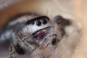 Eyes of jumping spider - Pellenes tripunctatus female